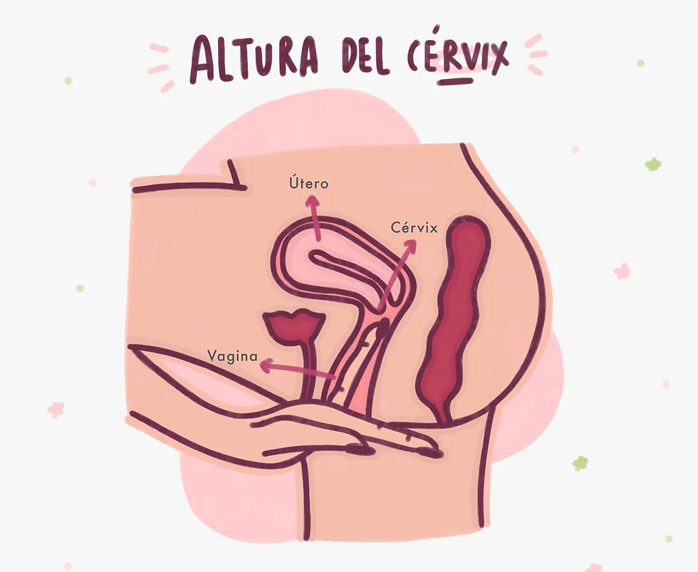 altura del cérvix