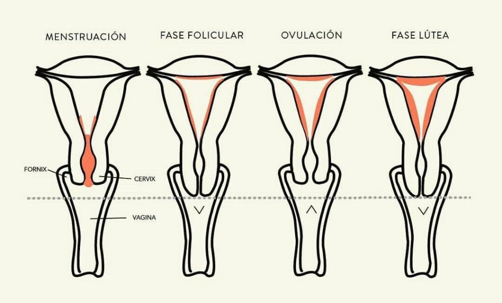 Altura cérvix