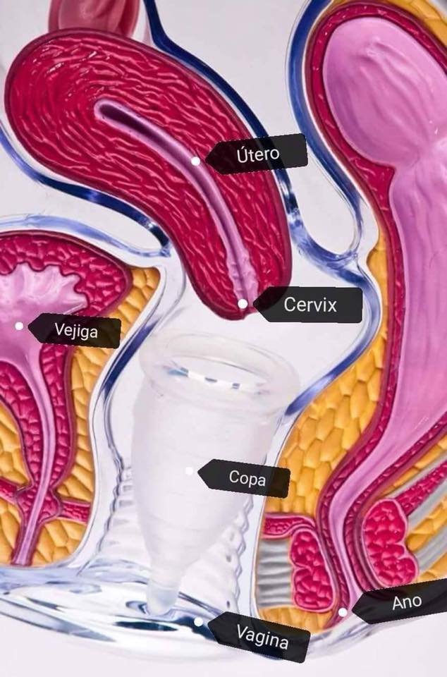 talla copa menstrual