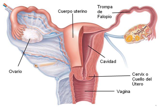 Anatomia cuello uterino