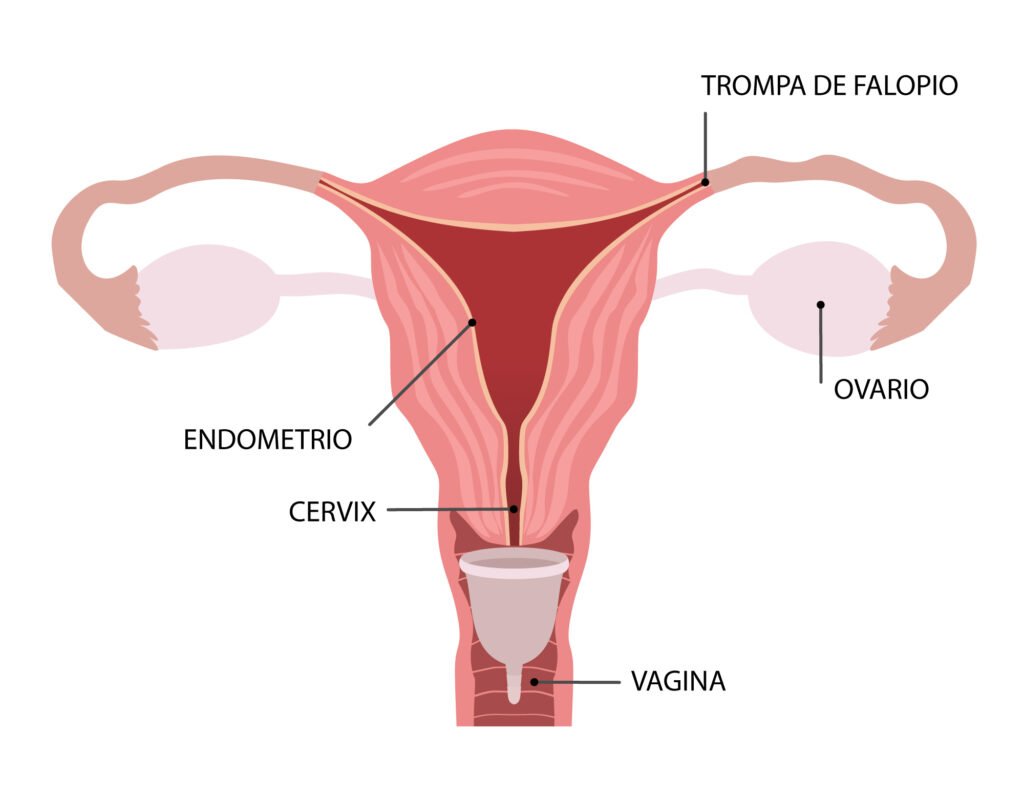 Posición copa menstrual en el cérvix.